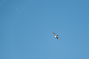 plane and seagull