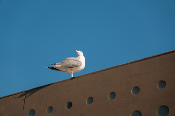 seagull on the roof