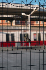 sparrow on the fence