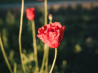 Red poppy flower