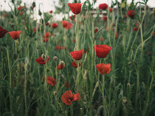 Obraz premium Red poppy flower