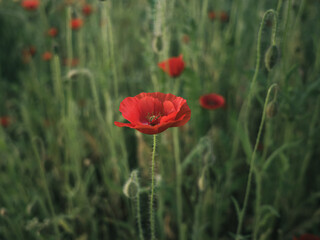 Obraz premium Red poppy flower