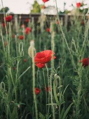Obraz premium Red poppy flower