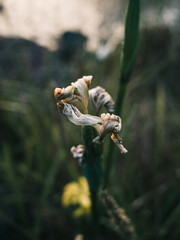 Flower in the garden