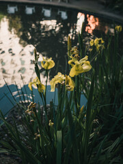 Obraz premium Yellow flower in the garden