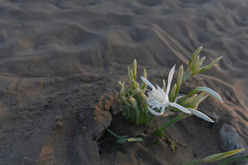 Sand lily (Pancratium maritimum) is a species of flower in the family of daffodils (Amaryllidaceae). It is a bulbous plant that grows on the seashore, in its dunes.
