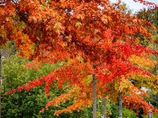 Herbstlich gefärbte Blätter am Baum