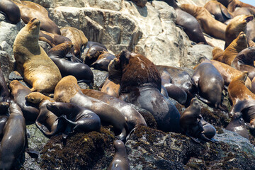 Playful moments with the locals at the Palomino Islands , Nothing like watching these sea lions in their natural paradise. Lima Peru