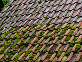 Moos auf einem alten Dach eines ungeheizten Hauses