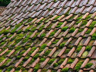 Moos auf einem alten Dach eines ungeheizten Hauses