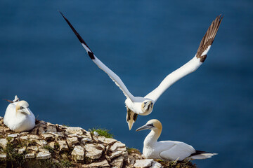 Northern Gannet, Morus bassanus, birds in flight over cliffs, Bempton Cliffs, North Yorkshire, England