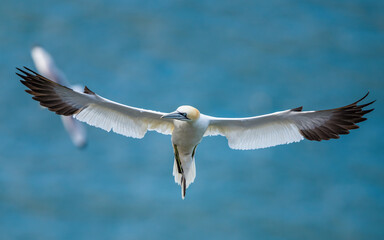 Northern Gannet, Morus bassanus, birds in flight over cliffs, Bempton Cliffs, North Yorkshire, England