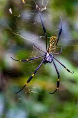 Aranha amarela floresta