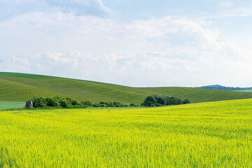 Young green agricultural grain field landscape with nice clouds blue sky sunny wide angle lens