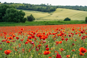 A field dotted with lots of red poppies in spring, with green trees in the background, telephoto