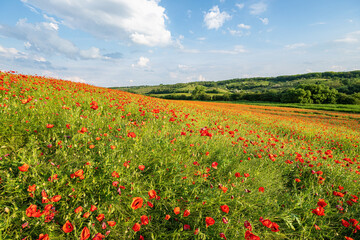 Field with lots of red poppies in spring, green trees in the background, slightly cloudy blue sky, telephoto