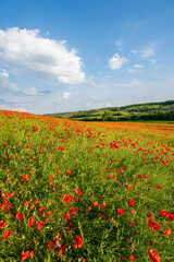 Field with lots of red poppies in spring, green trees in the background, slightly cloudy blue sky, telephoto