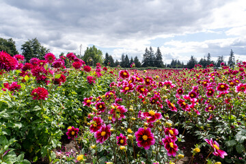 Single Bloom Dahlias at Oregon Dahlia Farm
