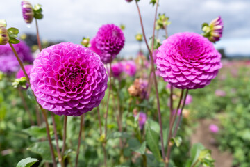 Fototapeta premium Purple Pom-Pom Dahlias in field