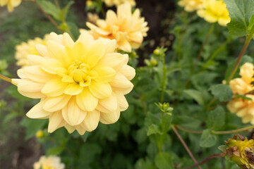 Butter Yellow Waterlily Dahlias