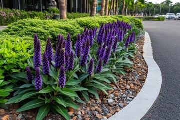 Blue Spurge planted along a pathway, where its drought-tolerant and low-maintenance nature makes it an ideal choice for adding year-round color and texture