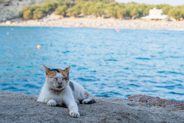 Cat lying on the beach, blurred sea and beach in the background, normal angle lens