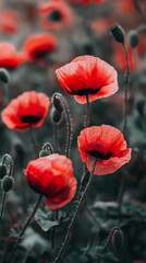 Beautiful common red poppy flowers background