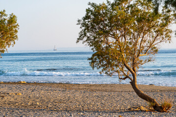 Flat stony beach scattered with trees, a sailing ship in the distance, clear blue sky, long...