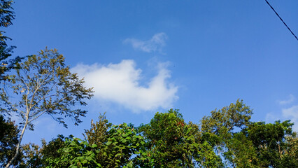 treetops with green leaves against a backdrop of clear midday sky.