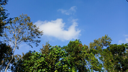treetops with green leaves against a backdrop of clear midday sky.