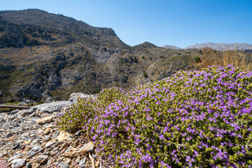 Tiny groundcover flowers in the mountains, background with out-of-focus, barren, rocky mountainside, clear blue sky, sunny, landscape, wide-angle lens