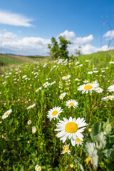 Lots and lots of white and yellow tiny daisies flowers in a rolling field with a slightly cloudy blue sky in the background, wide angle lens