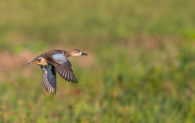 Closeup of a female mallard duck flying over a field at sunset.