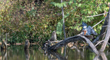 Female belted kingfisher lands on a tree branch with a fish in its beak.