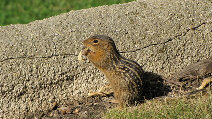 Chipmunk at zoo