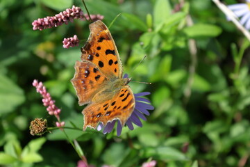 田園で多く見られるタテハチョウ類の代表のような蝶です。