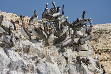 The Paracas National Reserve is a vast protected area that encompasses both land and sea. It is famous for its otherworldly desert landscapes, rugged cliffs, and unique geological formations