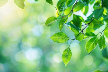 Green leaves on a branch with blurred sunlight background. Nature and freshness concept.