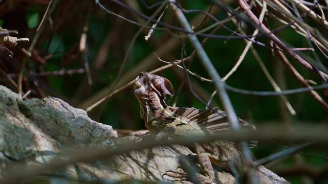 Common basilisk resting in the sun