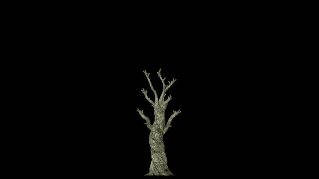 3d growing tree on an alpha channel