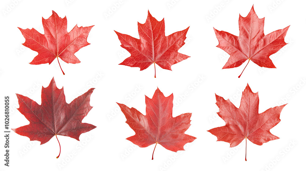 Poster vibrant red maple leaves captured during autumn's peak display generative ai