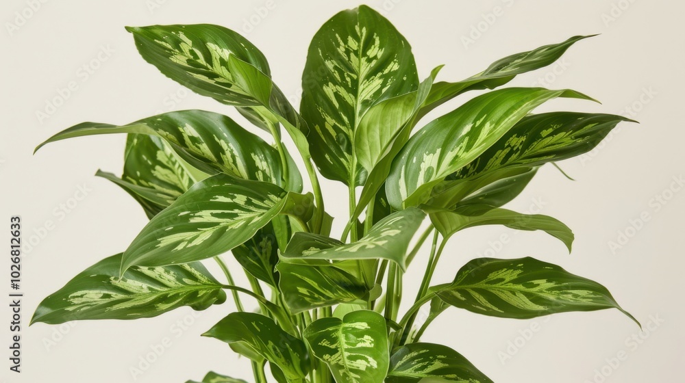 Sticker Lush Green Houseplant with Variegated Leaves