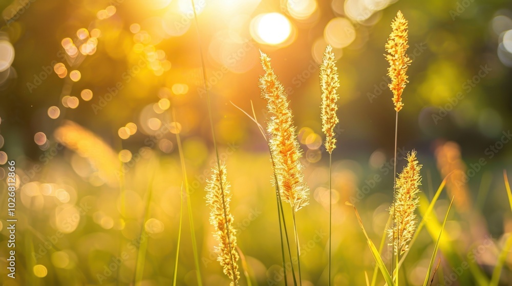 Wall mural Glowing Grass Under Warm Light at Sunset