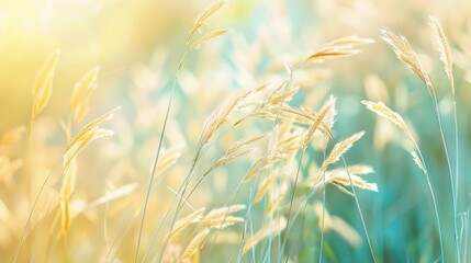 Soft Golden Grasses in Warm Light