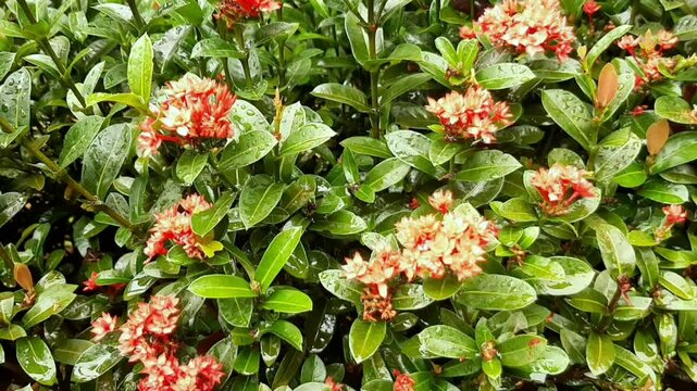 Stunning Red Soka Plant with Bright Red Flowers and Green Foliage | Perfect for Tropical Garden Enthusiasts, Adding a Touch of Color and Natural Beauty to Indoor and Outdoor Spaces