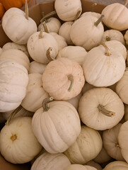 White Pumpkins