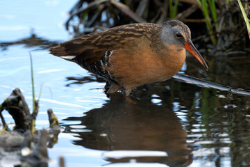 Virginia Rail foraging in the Cowichan estuary.