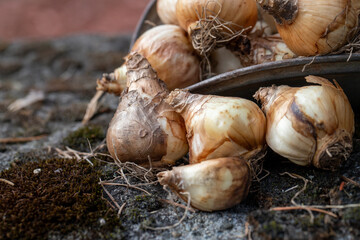 Tete a Tete Mini daffodil bulbs