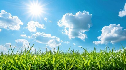Obraz premium Bright Sunny Day Over Green Grass Landscape