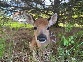 Baby Deer Laying in Grass Under Tree
